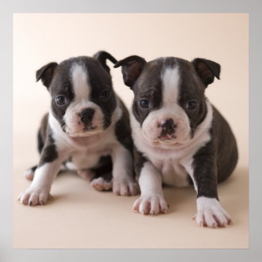 Twee Puppies van Boston Terrier Poster (Voorkant)