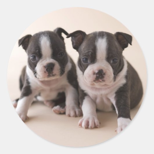 Twee Puppies van Boston Terrier Ronde Sticker (Voorkant)