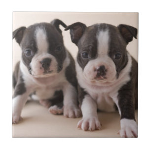 Twee Puppies van Boston Terrier Tegeltje