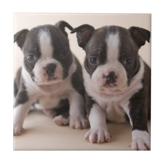Twee Puppies van Boston Terrier Tegeltje (Voorkant)