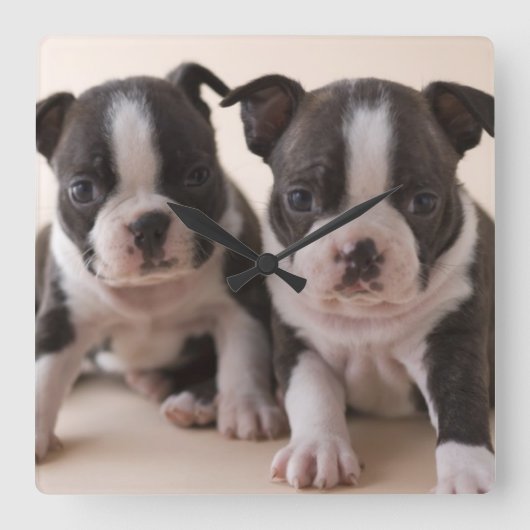 Twee Puppies van Boston Terrier Vierkante Klok (Voorkant)