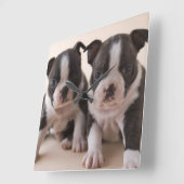Twee Puppies van Boston Terrier Vierkante Klok (Hoek)