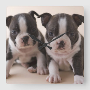 Twee Puppies van Boston Terrier Vierkante Klok