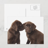 Twee Puppies voor chocolade-labrador-reproductiedr Briefkaart (Voorkant / Achterkant)