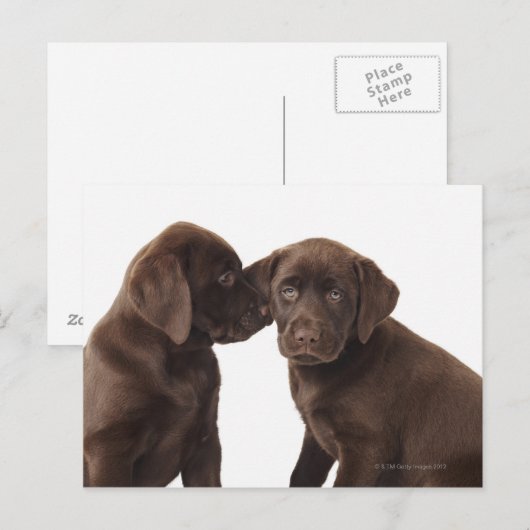Twee Puppies voor chocolade-labrador-reproductiedr Briefkaart (Voorkant / Achterkant)