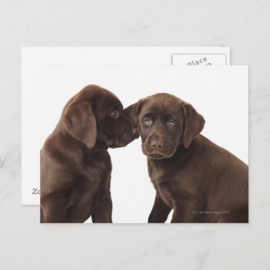 Twee Puppies voor chocolade-labrador-reproductiedr Briefkaart (Voorkant / Achterkant)