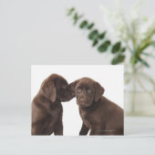 Twee Puppies voor chocolade-labrador-reproductiedr Briefkaart (Staand voorkant)