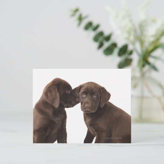 Twee Puppies voor chocolade-labrador-reproductiedr Briefkaart (Staand voorkant)