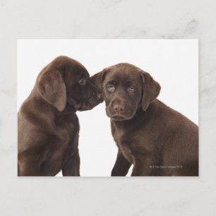 Twee Puppies voor chocolade-labrador-reproductiedr Briefkaart