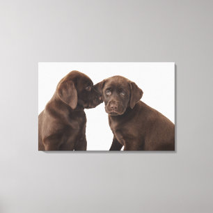 Twee Puppies voor chocolade-labrador-reproductiedr Canvas Afdruk