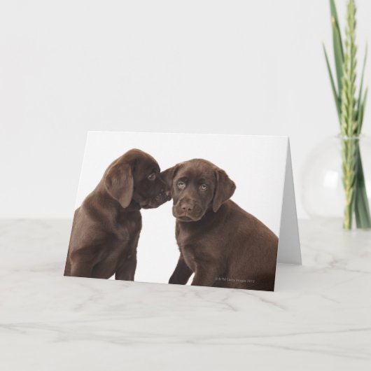 Twee Puppies voor chocolade-labrador-reproductiedr Kaart (Voorkant)