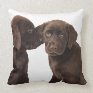Twee Puppies voor chocolade-labrador-reproductiedr Kussen
