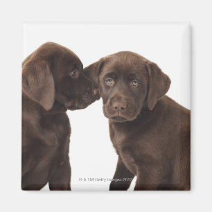 Twee Puppies voor chocolade-labrador-reproductiedr Magneet