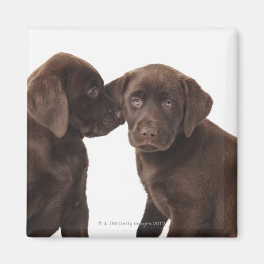 Twee Puppies voor chocolade-labrador-reproductiedr Magneet (Voorkant)