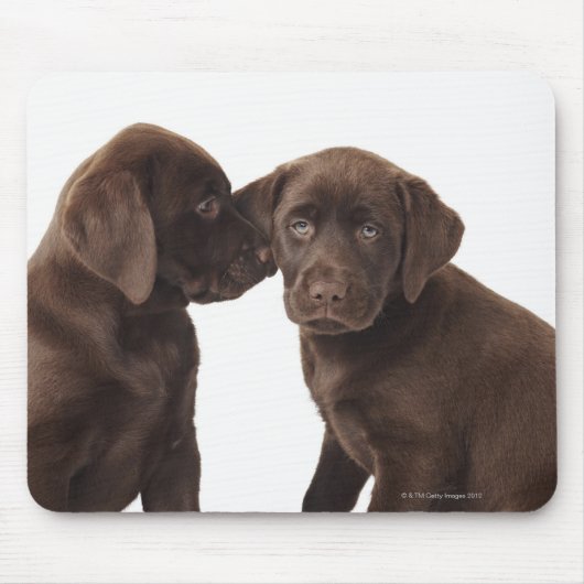Twee Puppies voor chocolade-labrador-reproductiedr Muismat (Voorkant)