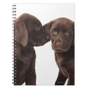 Twee Puppies voor chocolade-labrador-reproductiedr Notitieboek