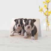 Twee "puppy" van Boston Terrier Kaart (Gele Bloem)