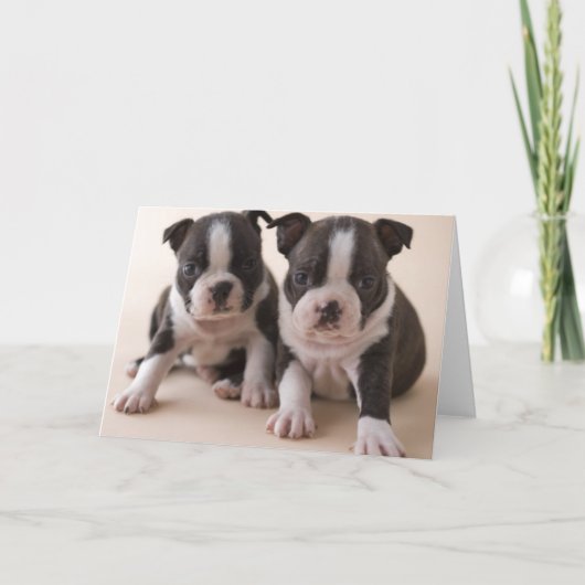 Twee "puppy" van Boston Terrier Kaart (Voorkant)