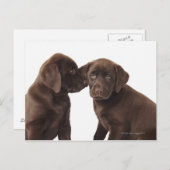 Twee "puppy" van de chocoladeLabrador Briefkaart (Voorkant / Achterkant)