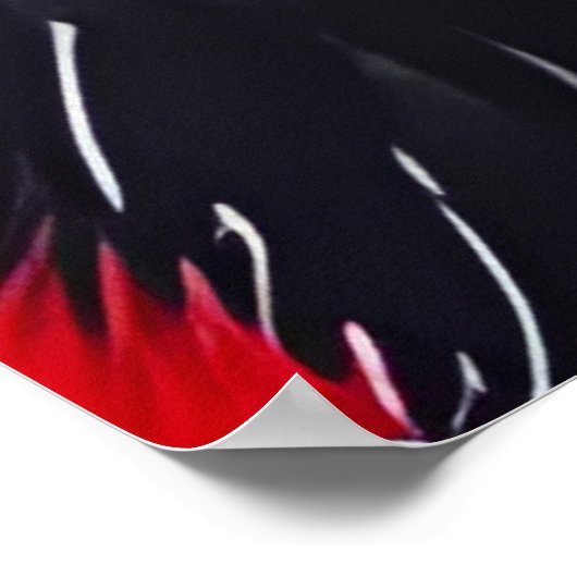 Twee Raccoons Poster (Hoek)