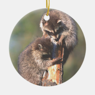 Twee Racons op Stump Ornament