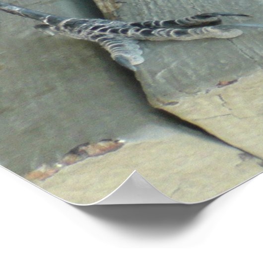 Twee ravens die op een bank buiten het Poster word (Hoek)