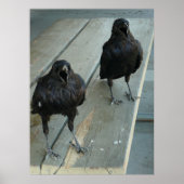 Twee ravens die op een bank buiten het Poster word (Voorkant)