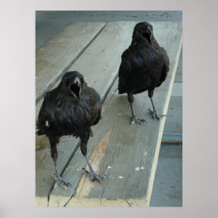 Twee ravens die op een bank buiten het Poster word
