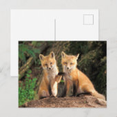 Twee Red Fox Pups voor hun Den Haag Briefkaart (Voorkant / Achterkant)