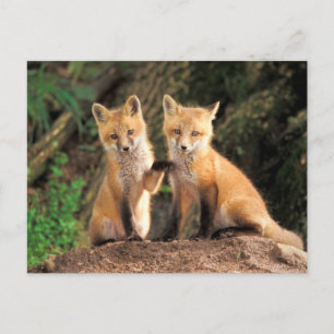Twee Red Fox Pups voor hun Den Haag Briefkaart