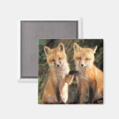 Twee Red Fox Pups voor hun Den Haag Magneet (Voorkant / Achterkant)