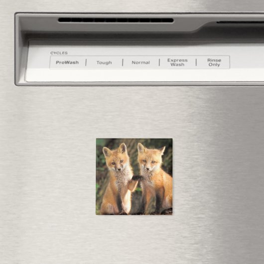 Twee Red Fox Pups voor hun Den Haag Magneet (Insitu (Vaatwasser))