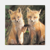 Twee Red Fox Pups voor hun Den Haag Magneet (Voorkant)
