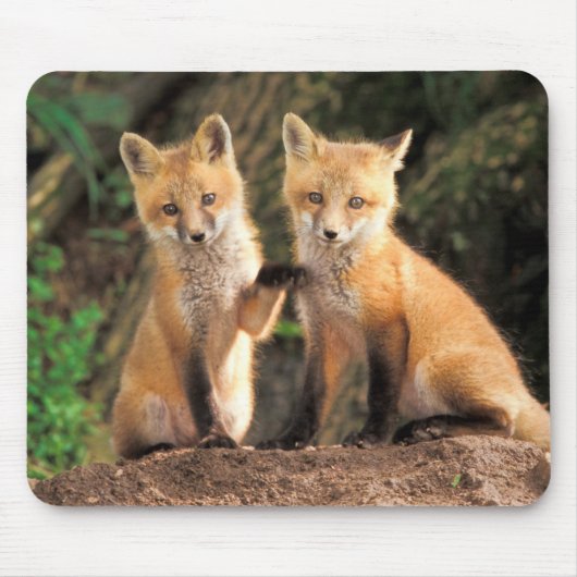 Twee Red Fox Pups voor hun Den Haag Muismat (Voorkant)