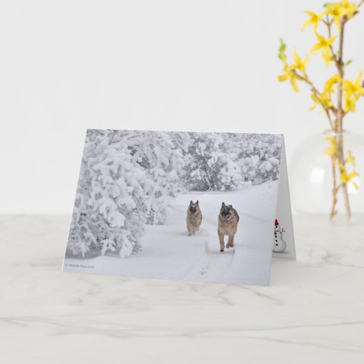 Twee reddingspersoneel Duitse herdershonden die op Kaart (Gele Bloem)