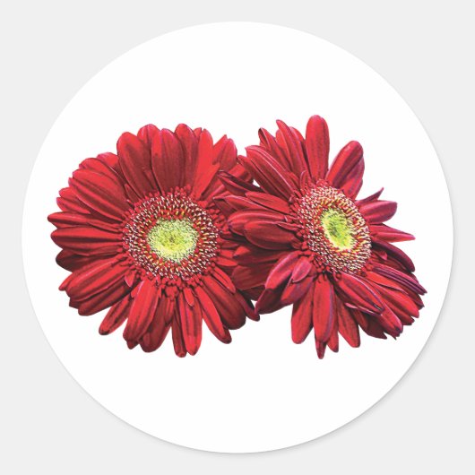 Twee Rode Daisies Ronde Sticker (Voorkant)