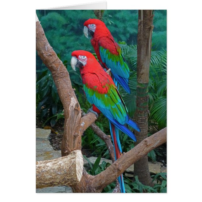Twee rode en groene rode Macaws Ara Chloropterus (Voorkant)