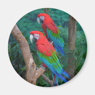 Twee rode en groene rode Macaws Ara chloropterus Magneet