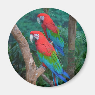 Twee rode en groene rode Macaws Ara chloropterus Magneet