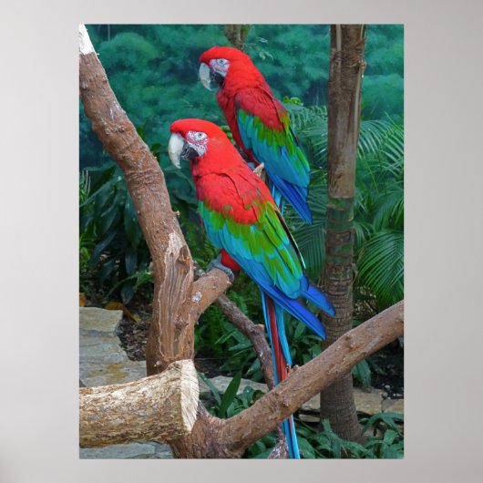 Twee rode en groene rode Macaws Ara chloropterus Poster (Voorkant)