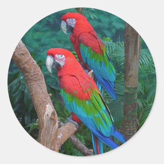 Twee rode en groene rode Macaws Ara chloropterus Ronde Sticker (Voorkant)