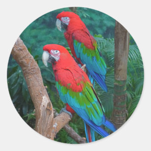 Twee rode en groene rode Macaws Ara chloropterus Ronde Sticker
