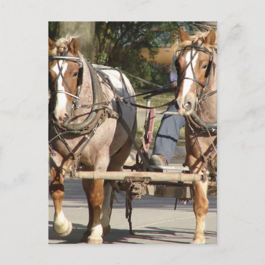 Twee rode rosse paarden briefkaart (Voorkant)