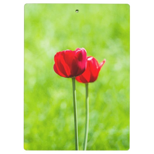 Twee rode tulpbloemen klembord (Achterkant)