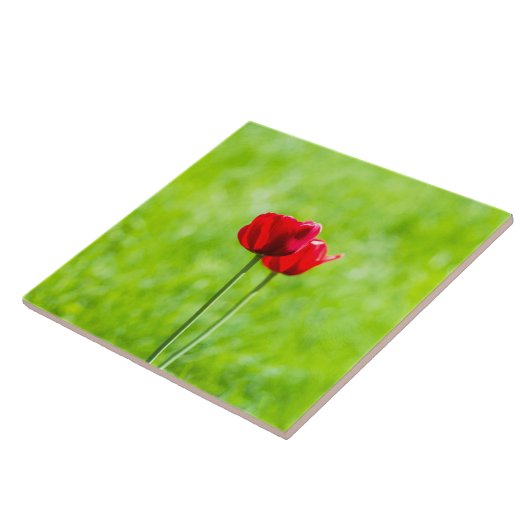 Twee rode tulpbloemen tegeltje (Zijkant)
