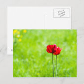 Twee rode tulpenbloemen briefkaart (Voorkant / Achterkant)