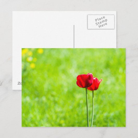 Twee rode tulpenbloemen briefkaart (Voorkant / Achterkant)