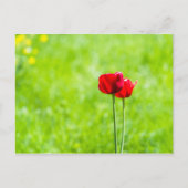 Twee rode tulpenbloemen briefkaart (Voorkant)