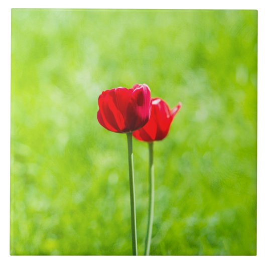 Twee rode tulpenbloemen tegeltje (Voorkant)