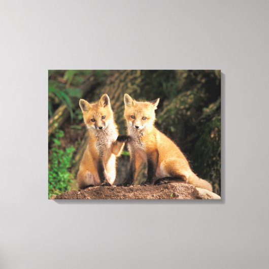 Twee rode vosjongens voor hun hol canvas afdruk (Voorkant)